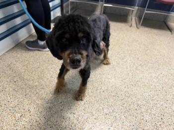 Cocker Spaniel and Mixed Breed Dogs Available for Adoption in Doral, Florida - DOYAN | PetCurious