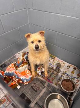 Terrier and Mixed Breed Dogs Available for Adoption - Pongo | PetCurious