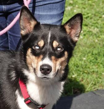 Sanders -  Shepherd and Husky Dog for Adoption in Millfield, Ohio - Sanders | PetCurious