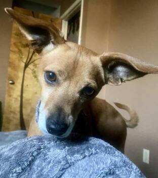 Chad -  Chihuahua and Mixed Breed Dog for Adoption in Visalia, California - Chad | PetCurious