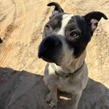 Mixed Breed Dogs Available for Adoption in Milton, Florida - Bluey | PetCurious