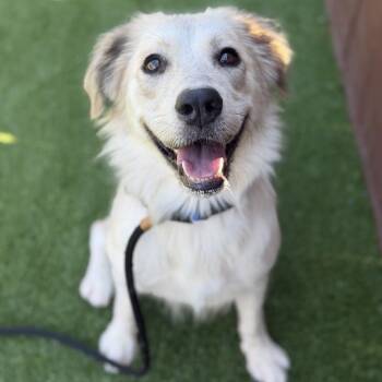 Crema -  Great Pyrenees and Shepherd Dog for Adoption in San Diego, California - Crema | PetCurious