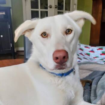 Yellow Labrador Retriever and White German Shepherd Dogs Available for Adoption - Buddy | PetCurious