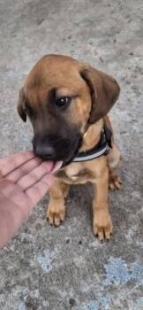 Hound Dogs Available for Adoption in Colorado Springs, Colorado - Blush | PetCurious