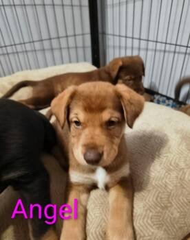 Doberman Pinscher and German Shepherd Dog Dogs Available for Adoption in Thompson Falls, Montana - Angel | PetCurious