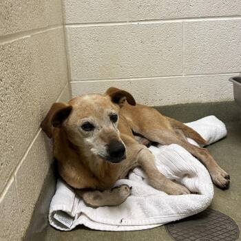72002 -  Hound Dog for Adoption in Harrisonburg, Virginia - 72002 | PetCurious