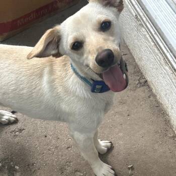 Chihuahua Dogs Available for Adoption in South Elgin, Illinois - Milo - Home To Home | PetCurious