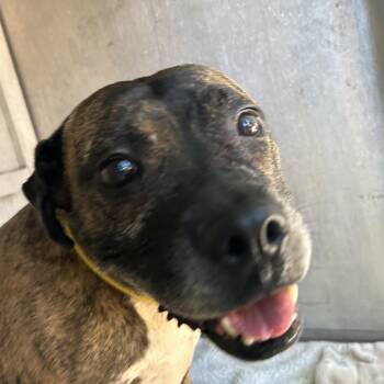 Bindi -  Mixed Breed Dog for Adoption in Greensboro, North Carolina - Bindi | PetCurious