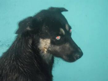 German Shepherd Dog and Mixed Breed Dogs Available for Adoption in Doral, Florida - BLU | PetCurious