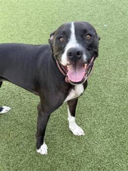 Rescue Pit Bull Terrier and Mixed Breed Dogs for Adoption in Hutchinson, Kansas - Bella | PetCurious