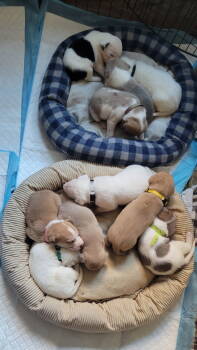 Rescue Mixed Breed Dogs for Adoption in Saint Paul, Minnesota - Northern Lights Litter- Male | PetCurious