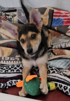 Rescue Shepherd and Australian Cattle Dog Blue Heeler Dogs for Adoption in Santa Rosa, California - Ellie | PetCurious