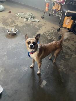 BOBBY -  Chihuahua and Mixed Breed Dog for Adoption in Tallahassee, Florida - BOBBY | PetCurious