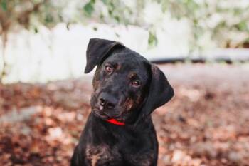 94910A Calamity -  Labrador Retriever and Mixed Breed Dog for Adoption in North Charleston, South Carolina - 94910A Calamity | PetCurious