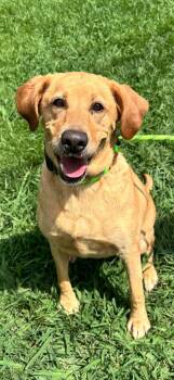 Carolyn -  Labrador Retriever Dog for Adoption in Elkton, Maryland - Carolyn | PetCurious