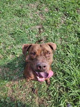 Rescue Pit Bull Terrier Dogs for Adoption in Brunswick, Georgia - ROLO | PetCurious