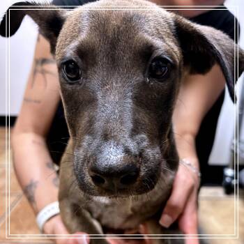 Baby -  Cattle Dog and Mixed Breed Dog for Adoption in Midland, Texas - Baby | PetCurious
