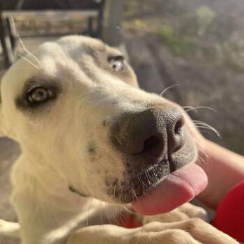 Rescue Basenji and Terrier Dogs for Adoption in Seguin, Texas - Snow White | PetCurious