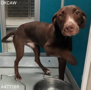 A477169 -  Pointer and Mixed Breed Dog for Adoption in Oklahoma City, Oklahoma - A477169 | PetCurious