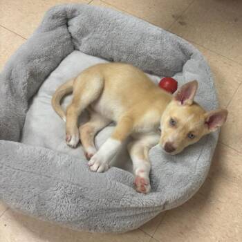 Husky and Mixed Breed Dogs Available for Adoption in Shorewood, Illinois - Meeka | PetCurious