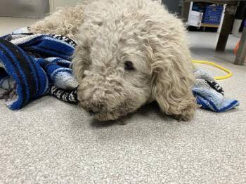 Poodle Dogs Available for Adoption - CAULI | PetCurious