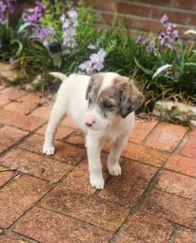 Mary -  Catahoula Leopard Dog Dog for Adoption in Glocester, Rhode Island - Mary | PetCurious
