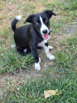 Miller -  Border Collie and Terrier Dog for Adoption in Albion, New York - Miller | PetCurious