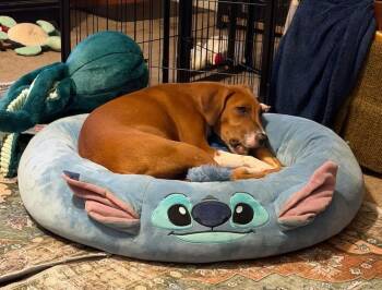 Patricia -  Labrador Retriever Dog for Adoption in Colorado Springs, Colorado - Patricia | PetCurious