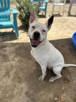 Rescue American Bulldog Dogs for Adoption in Littlerock, California - Lola | PetCurious