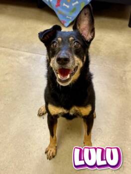 Terrier and Chihuahua Dogs Available for Adoption in Boerne, Texas - Lulu | PetCurious