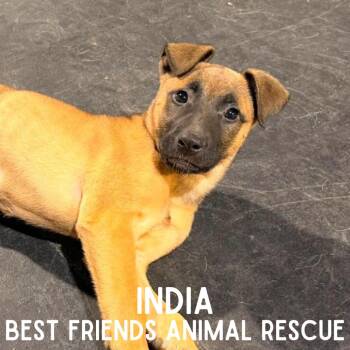 Belgian Shepherd Malinois and Affenpinscher Dogs Available for Adoption in Wasilla, Alaska - India | PetCurious
