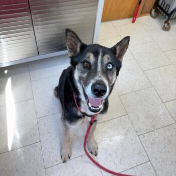 Mixed Breed Dogs Available for Adoption in Columbiana, Alabama - Rocky Balboa | PetCurious