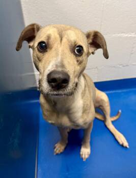 Terrier Dogs Available for Adoption in Lancaster, South Carolina - Remi | PetCurious