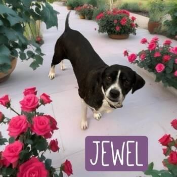 Hound Dogs Available for Adoption - JEWEL | PetCurious