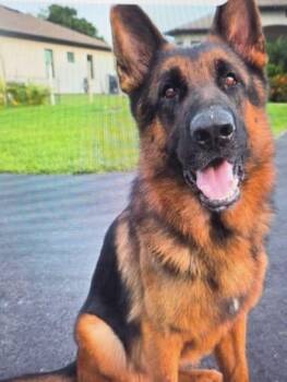Rescue German Shepherd Dog Dogs for Adoption in Brookfield, Connecticut - Clifford | PetCurious