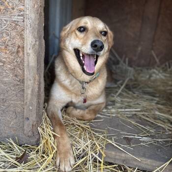 Labrador Retriever Dogs Available for Adoption - Lyric | PetCurious