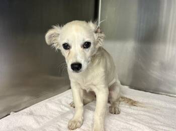 ALEX -  Terrier and Mixed Breed Dog for Adoption in Grand Prairie, Texas - ALEX | PetCurious