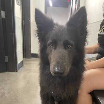 Koda 2 -  German Shepherd Dog and None Dog for Adoption in Tampa, Florida - Koda 2 | PetCurious