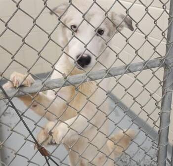 Husky and Mixed Breed Dogs Available for Adoption - PEBBLES | PetCurious