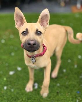 Mixed Breed Dogs Available for Adoption - Candy | PetCurious