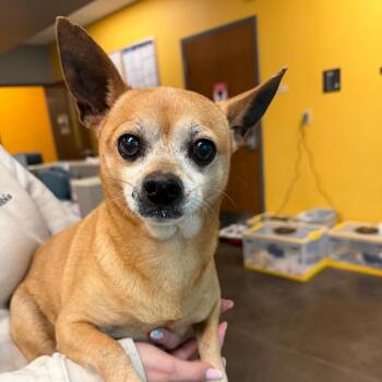 Chihuahua Dogs Available for Adoption in Norman, Oklahoma - Prince | PetCurious