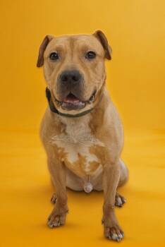 Rescue Pit Bull Terrier Dogs for Adoption in Burlington, New Jersey - Bowser | PetCurious