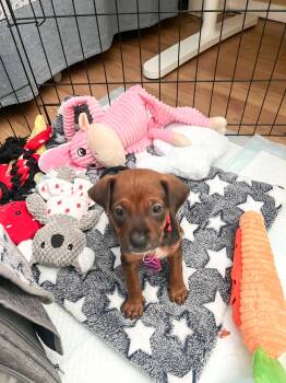 Cattle Dog and German Shepherd Dog Dogs Available for Adoption in West Hollywood, California - David Bowie | PetCurious