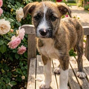 Terrier and Pit Bull Terrier Dogs Available for Adoption in Las Vegas, Nevada - Bagel RR AZ | PetCurious