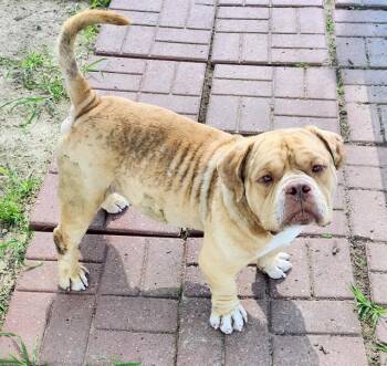 American Bulldog and Mixed Breed Dogs Available for Adoption in Houston, Texas - BRUTUS | PetCurious