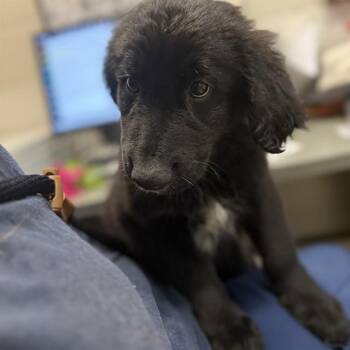 Labrador Retriever and Mixed Breed Dogs Available for Adoption - ERIC | PetCurious