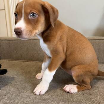 Filet -  Hound and Pit Bull Terrier Dog for Adoption in Grafton, Massachusetts - Filet | PetCurious