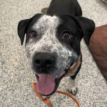 Labrador Retriever and Pit Bull Terrier Dogs Available for Adoption in Golden, Colorado - Cane | PetCurious