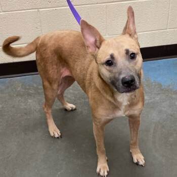 Rescue Mixed Breed Dogs for Adoption in Memphis, Tennessee - SHUNTE | PetCurious