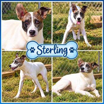 Sterling -  Australian Shepherd Dog for Adoption in Wedowee, Alabama - Sterling | PetCurious